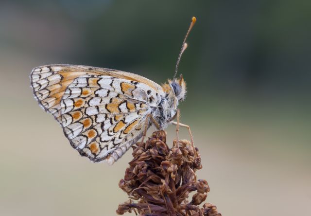 Melitaea phoebe